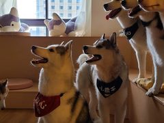 -Husky Go! 哈士奇体验馆·宠物咖啡厅狗咖