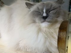 -豆逗聊愈猫阁Easy Life