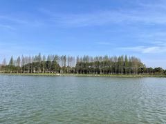 -上海滨江森林公园