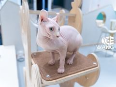 -飞行喵MR PILOT|猫舍·猫咖(静安大融城店)