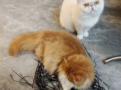 -More Fun猫咖 二十只万元加菲主题