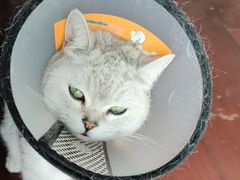 -伟伟宠物医院·CT影像中心·瑞派犬猫综合性门诊(汉口总院)