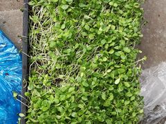 -岳各庄批发市场(西四环中路店)