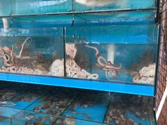 -东海章鱼馆(恒瑞街店)