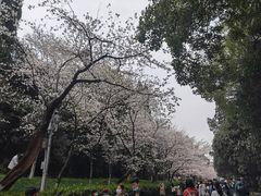 -武汉大学-樱园