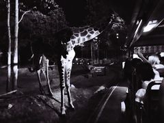 -清迈夜间动物园