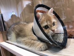 -屋虎猫馆(宝安大仟里店)