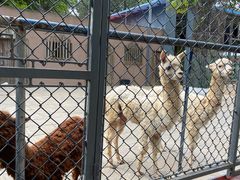 -荆州中山公园动物园