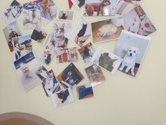 -顺强宠物诊所·狂犬免疫·夜诊·骨科(嘉定店)
