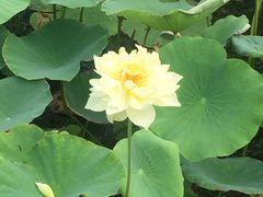 -天津东丽湖风景区