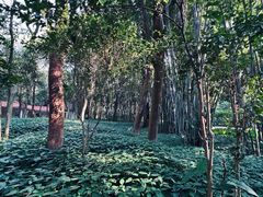 -广州市白云山风景名胜区