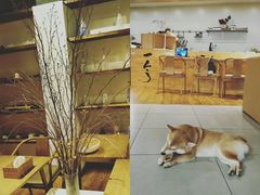 -柴务处·柴犬主题狗咖