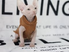 -喵zoo家庭繁育猫舍(尖东智能花园店)