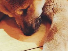 -喜柴咖啡·柴犬狗咖
