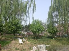 -黄村公园