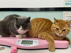 -嘉馨宠物医院·CT影像转诊·心脏科·犬猫全科诊疗中心(下沙大学城院区)