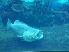 -海棠湾洲际-涛·海底餐厅·美人鱼·自助餐·海底隧道