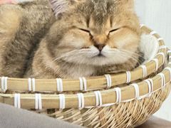 -共舞时光猫咖·狗咖(新街口店)