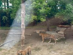 -上海野生动物园