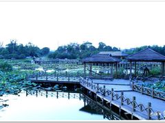 -荷塘月色湿地公园·向阳花洲