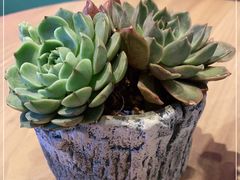 -Wolfgang’s Steakhouse 沃夫冈牛排馆(上海白玉兰广场店)