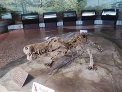 -自贡恐龙博物馆