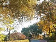 -大兴滨河森林公园