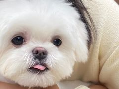 -帕帕拉兹宠物(亚洲旗舰店)