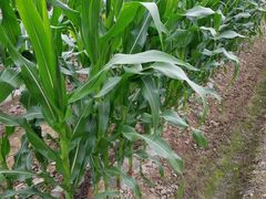 -小六农家乐(崇明西沙湿地店)