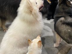 -more than meow吴止猫主题餐厅(承德 中船汇店)