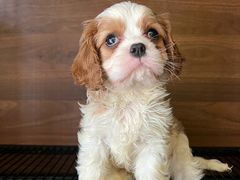 -萌宠之家·腊肠犬·马尔泰·小体犬舍