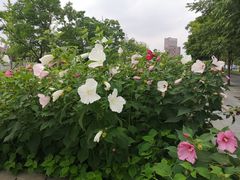 -云锦路(地铁站)
