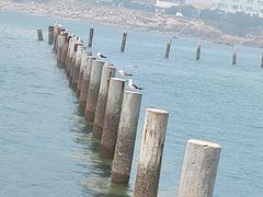 -青岛第二海水浴场