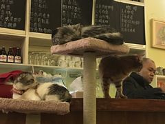 -猫色咖啡·猫咖