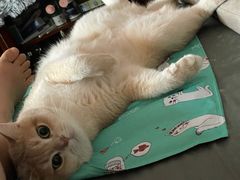 -东方名猫馆·英短金渐层布偶猫舍(环线广场1号楼店)
