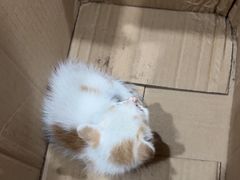 -艾贝尔宠物医院·24H转诊中心·肿瘤猫专科(江宁双龙店)