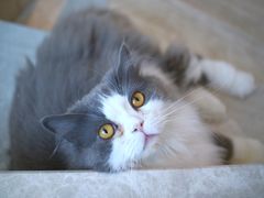 -Catmate·猫肥家润(金润铂宫店)