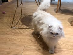 -Pets First伊珊娜洗护·精致美容·家庭式寄养(新会路店)