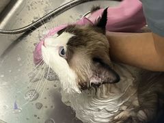 -乐琪宠物医院·犬猫专科·骨外科·急重症
