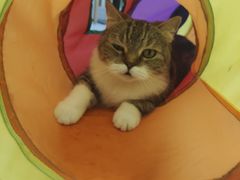 -喵园·猫主题咖啡厅·撸猫·猫咖(国贸店)