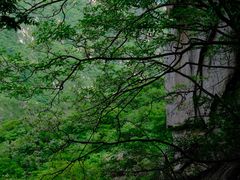 -大岭沟猕猴桃谷风景区