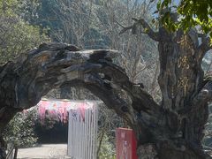 -龙湾潭国家森林公园