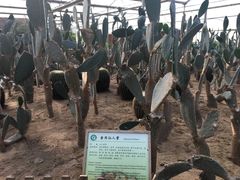 -上海都市菜园