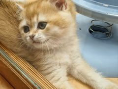 -帕帕拉兹宠物(亚洲旗舰店)