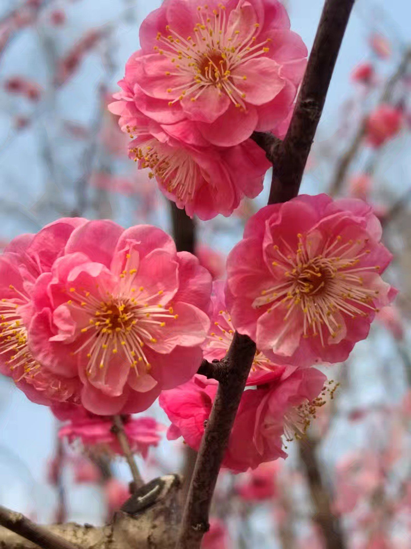 春天的气息,梅花初绽