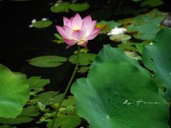 -荔湾湖公园
