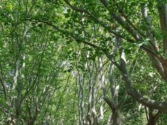 -墨尔本皇家植物园