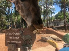 -清迈夜间动物园