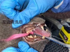 -立德动物医院·重症转诊·24H夜诊·CT·心脏彩超(顺德中心分院)