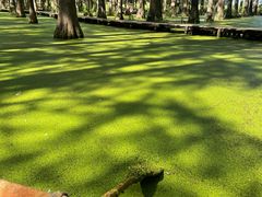 -渌洋湖湿地公园
